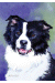 [Dog banners]