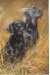 [Dog banners]