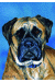 [Dog banners]