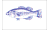[Fisherman Catch flags]